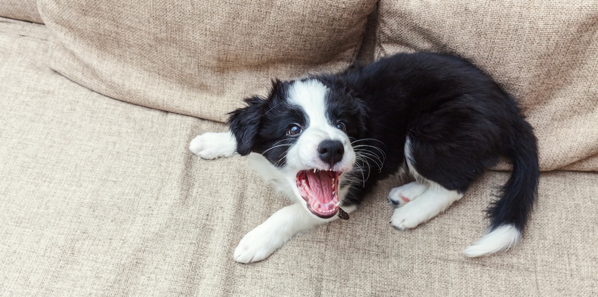Border collie puppy in pain