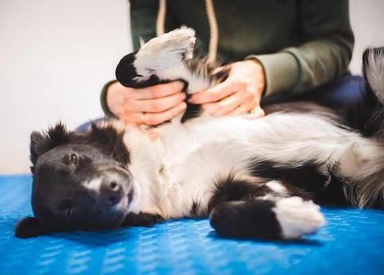 How pain can cause behaviour problems