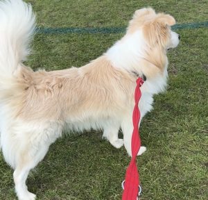 Entire male dog aggression in collies