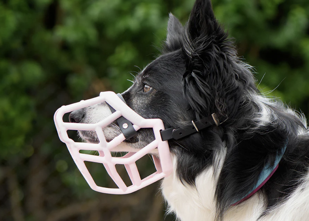 Muzzle movement muzzle