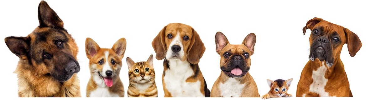 Animal behaviourist working with all dog breeds