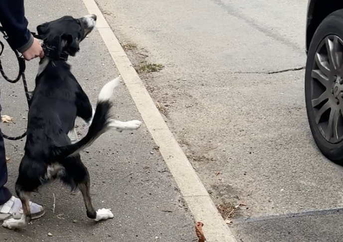 Border collie car chasing
