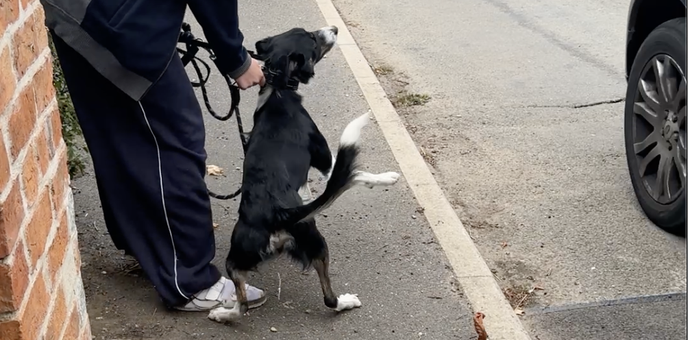 Traffic chasing in border collies