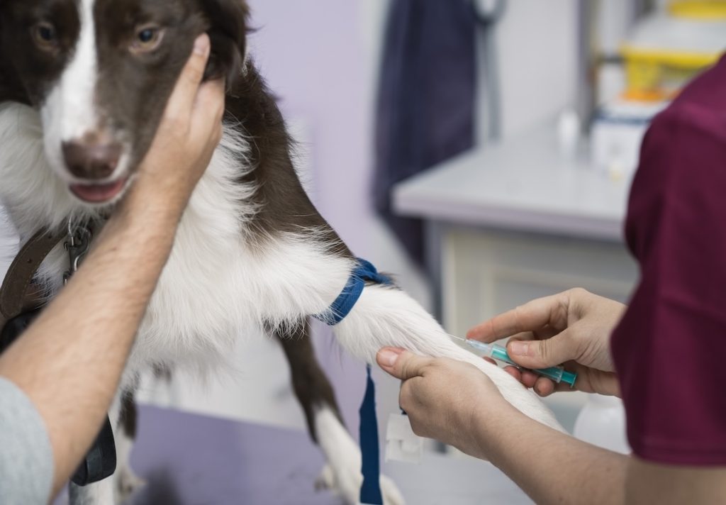 Collie car chasing & pain