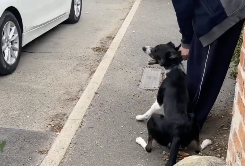 Training techniques - collie car chasing