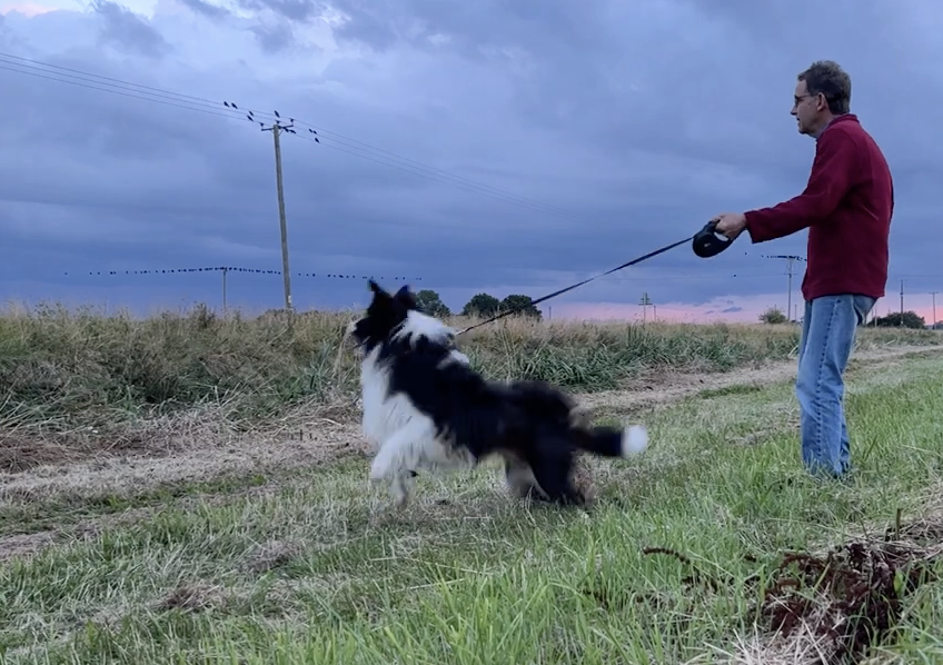 Collie Car Chasing Management