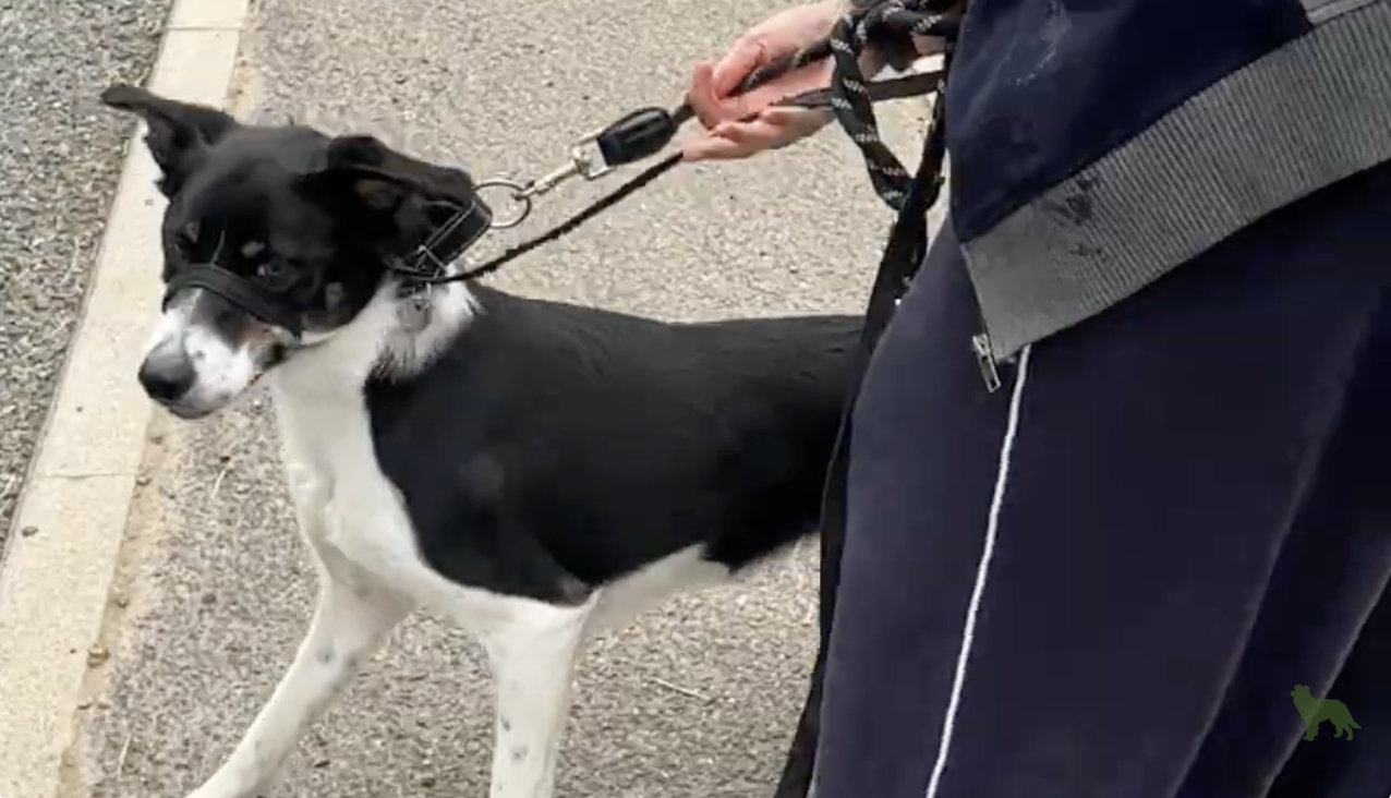 Car chasing training - pattern games