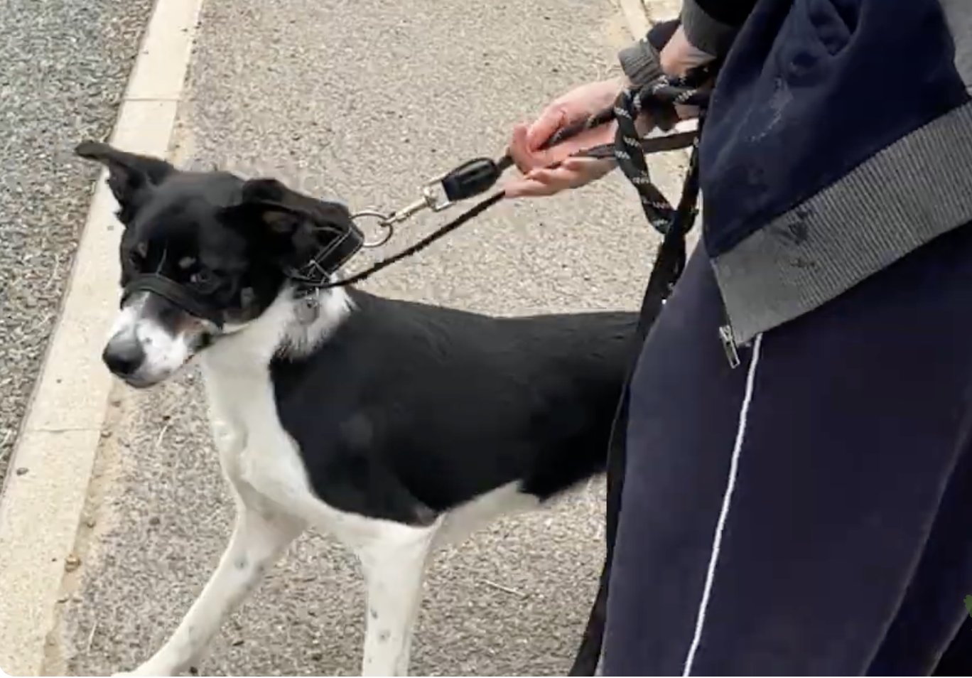 Pattern games for car chasing collies