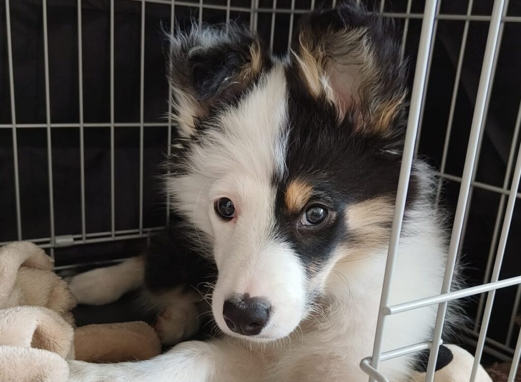Border collie puppy with occult tethered cord syndrome