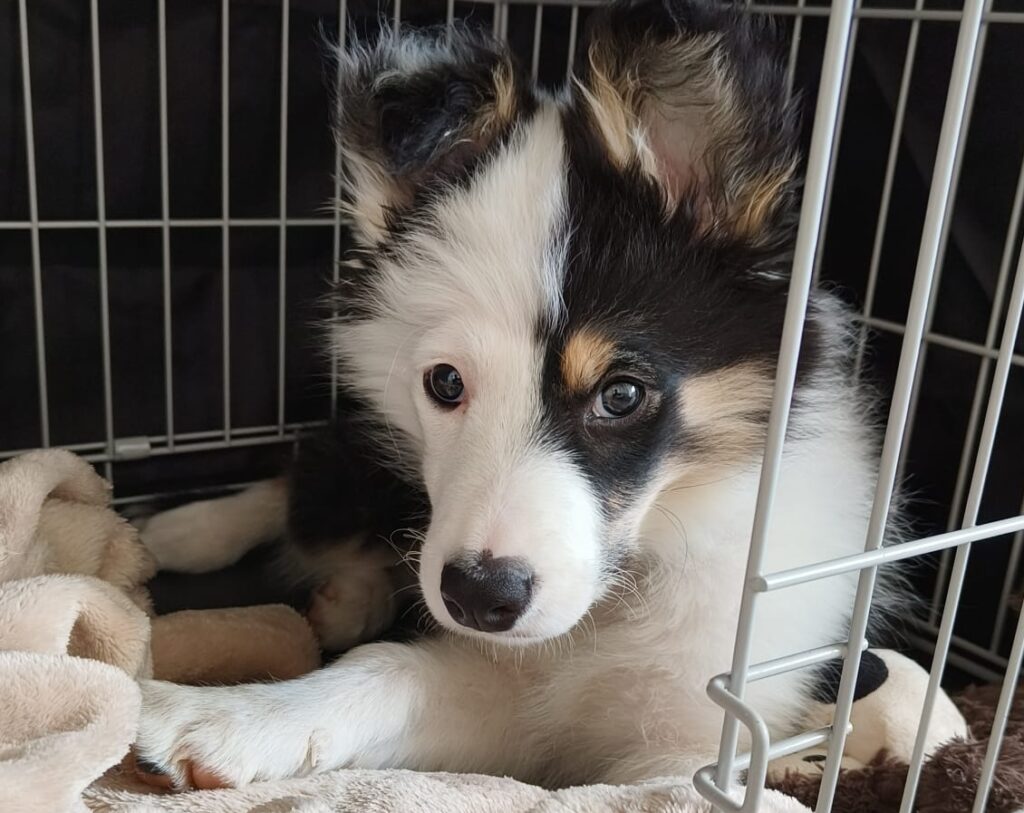 border collie puppy with occult tethered cord syndrome