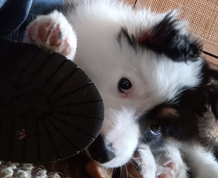 Border collie with occult tethered cord syndrome