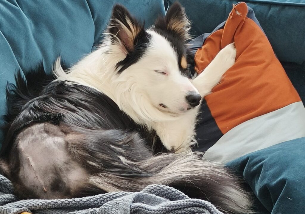 Occult tethered cord syndrome in collies