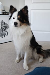 Border collie with occult tethered cord syndrome