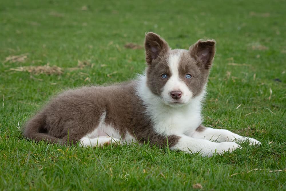 Complete border collie puppy buyer's guide - unusal collie colours