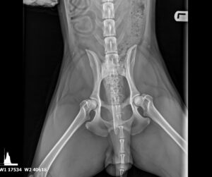 Male border collie xray showing mild hip dysplasia