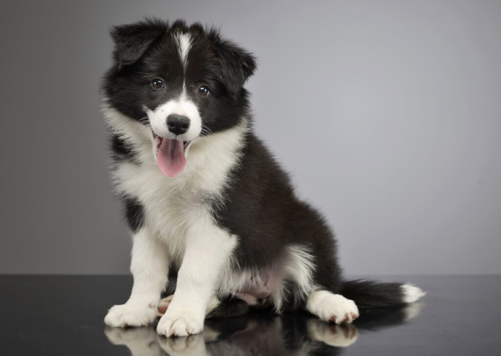 Border collie puppy