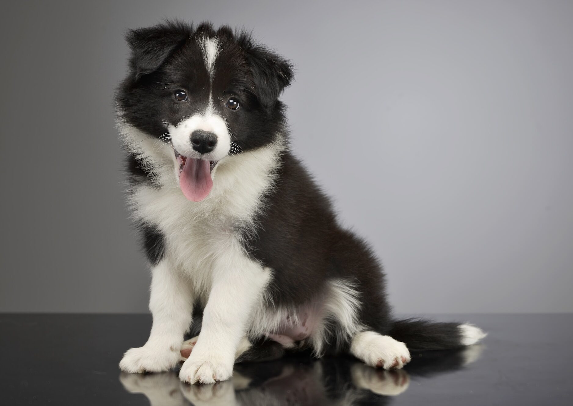 Border collie puppy
