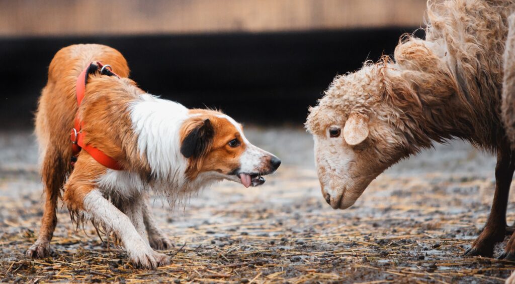 Border collie working sheep