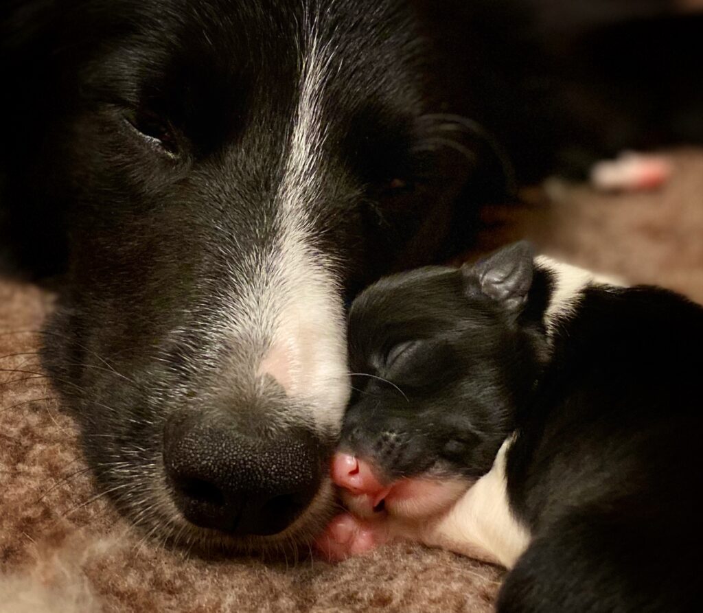 Border collie mum and pup