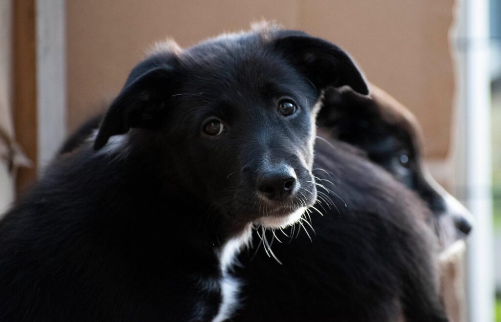 Border collie puppy from working lines