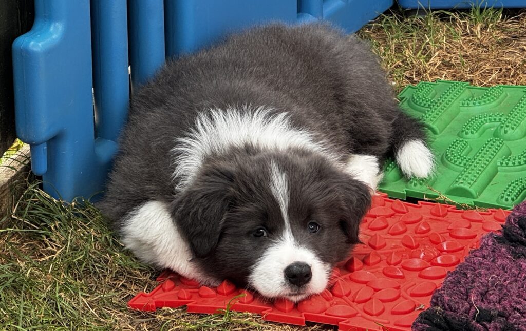 Finding a border collie puppy