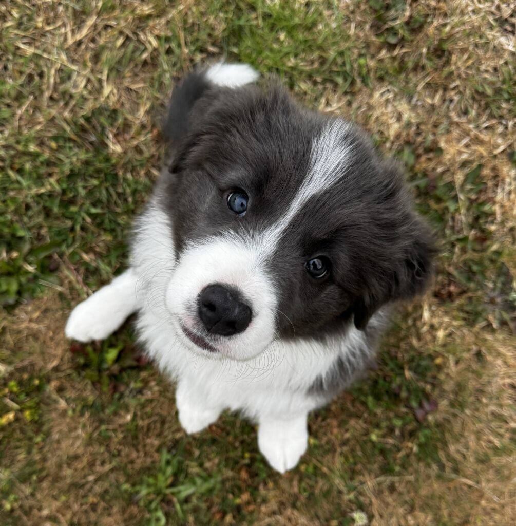 Border collie puppy diary