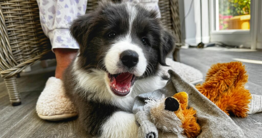 Matilda Puppy Diary - week 1