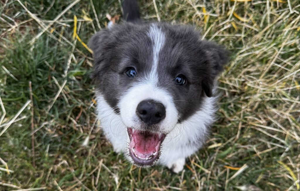 Matilda puppy diary - first visit into field