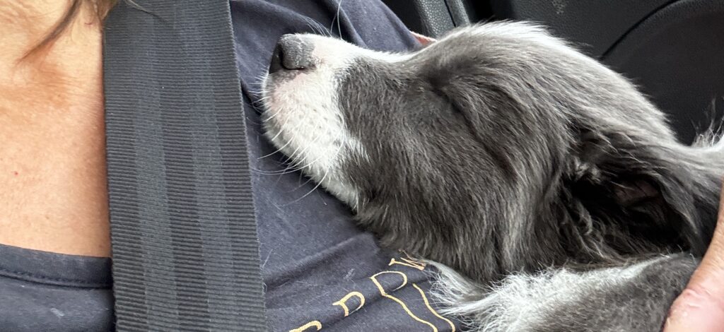 Puppy diary - car journeys