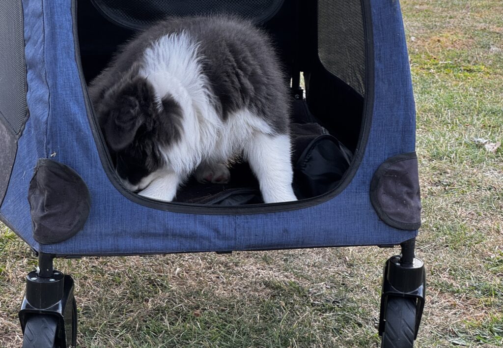 Matilda puppy diary