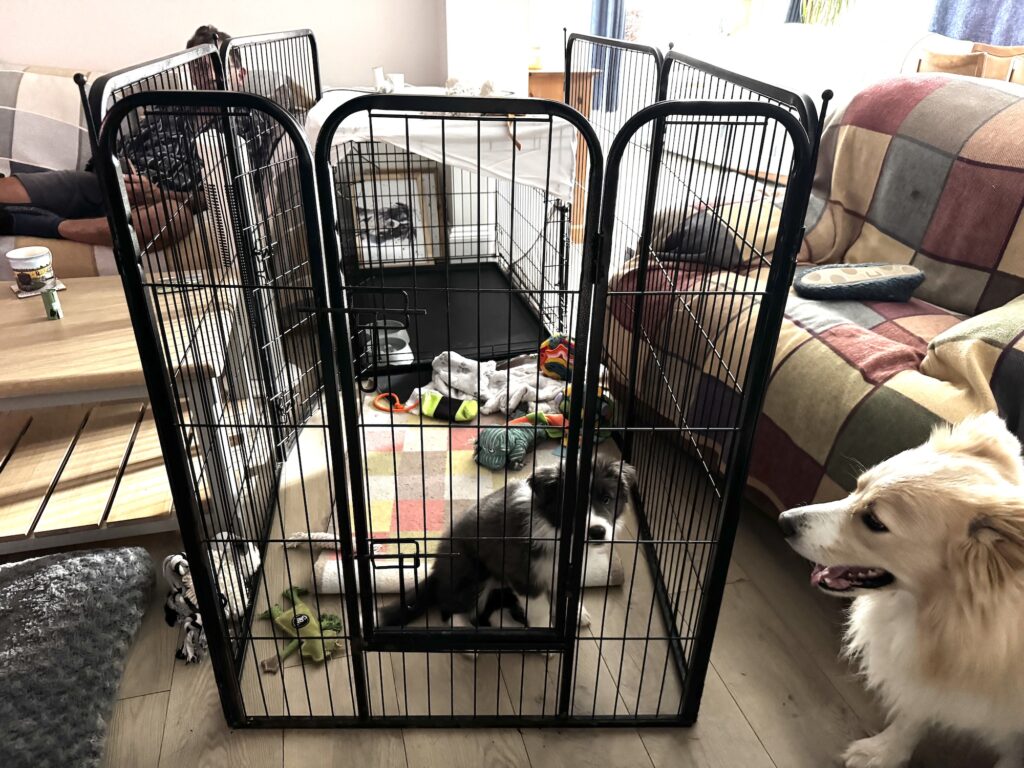Matilda Puppy Diary - pen