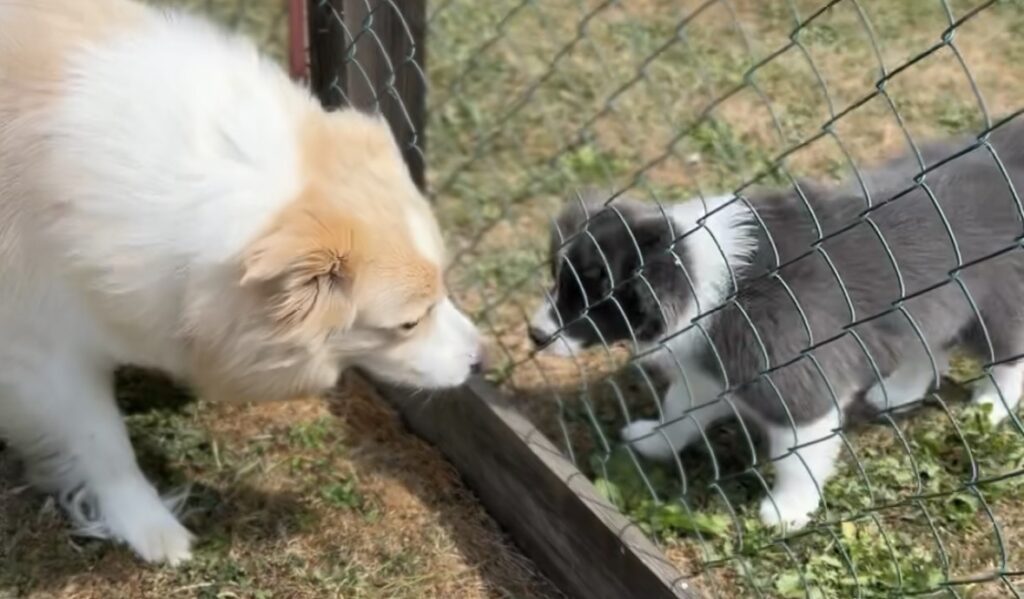 Puppy diary - meeting Ozzy