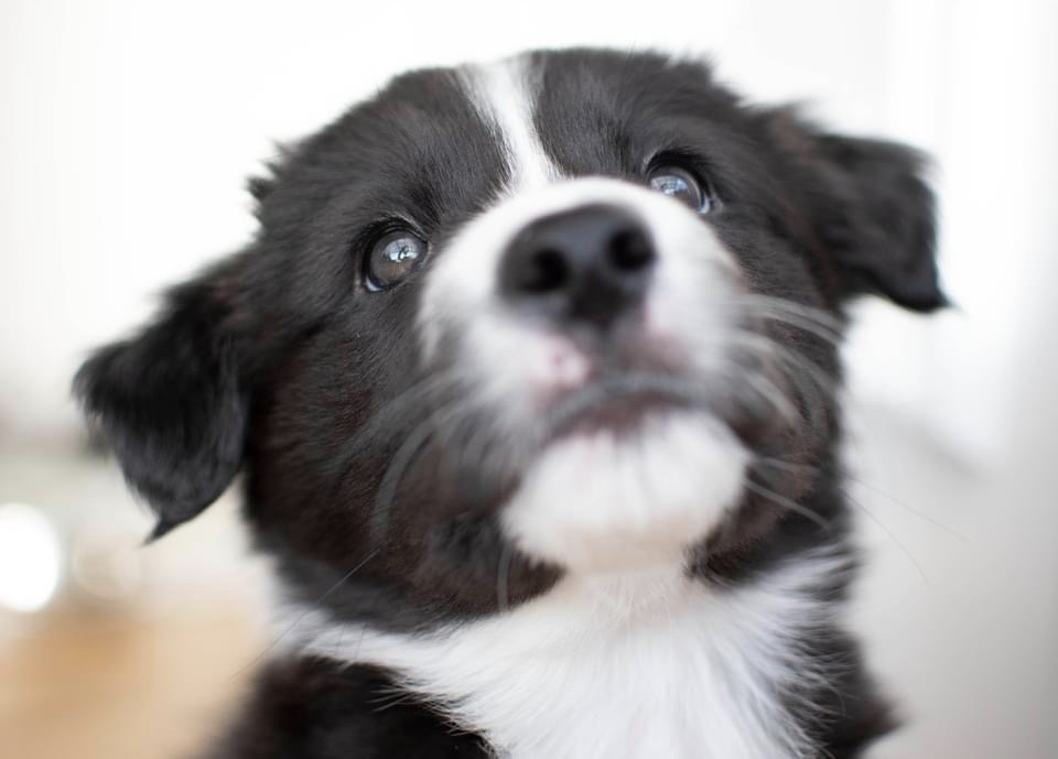 complete guide to finding a border collie puppy