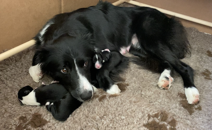 Border collie mum with puppies