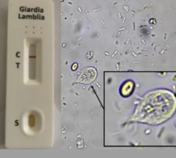 Giardia in border collie puppies