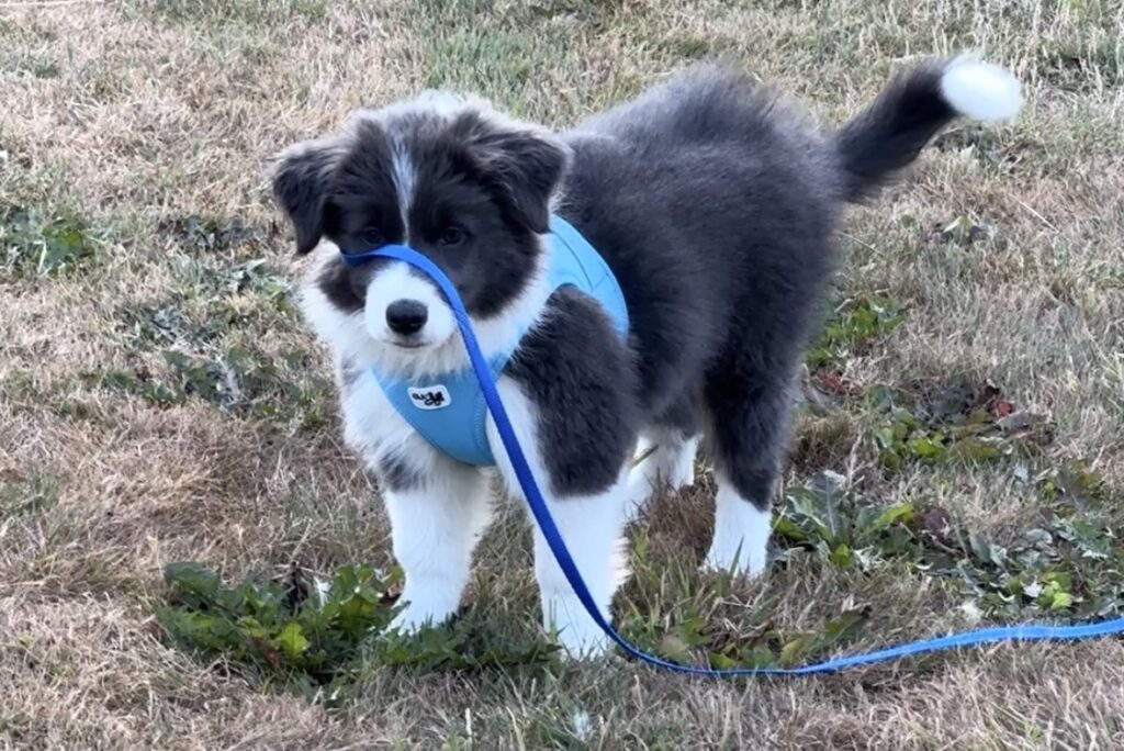 Matilda puppy diary week 2