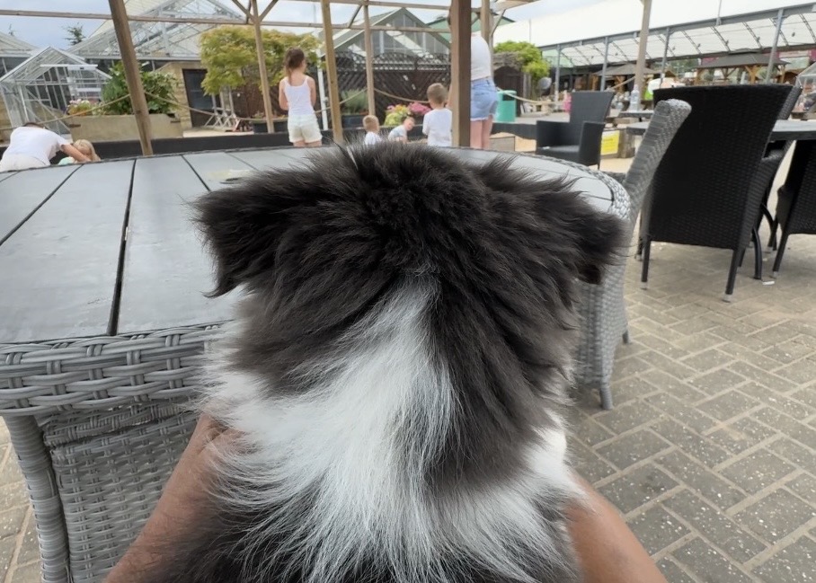 Border collie puppy socialisation