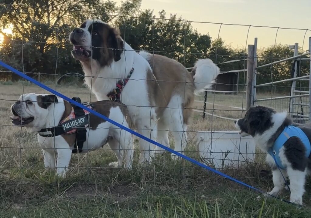 Careful socialisation with other dog breeds