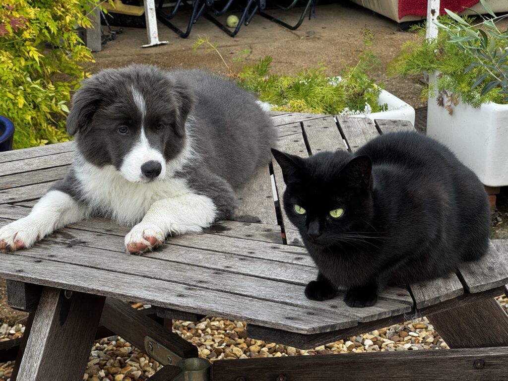 Border collie puppy and WIllow the cat