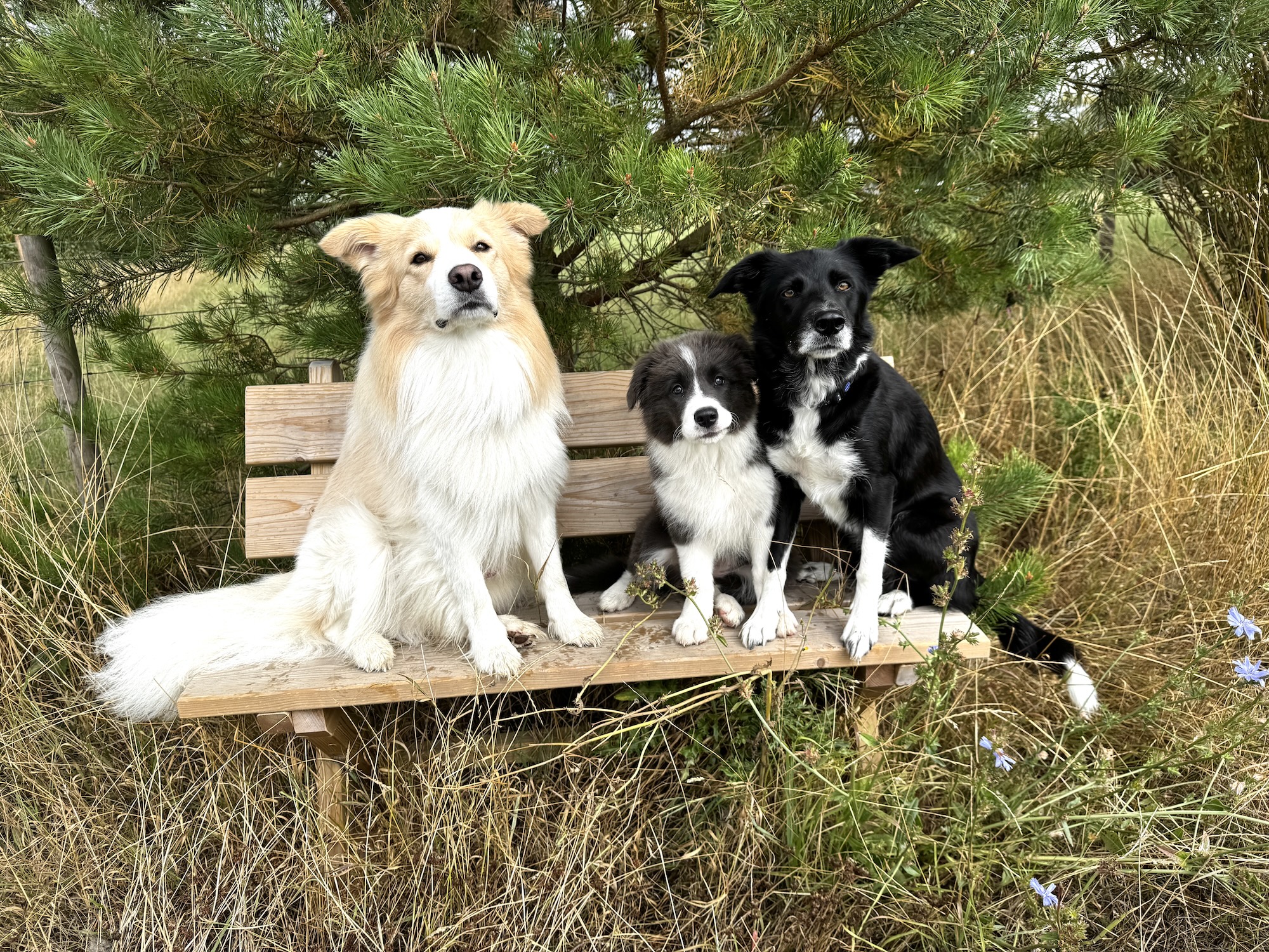 Border collie puppy training