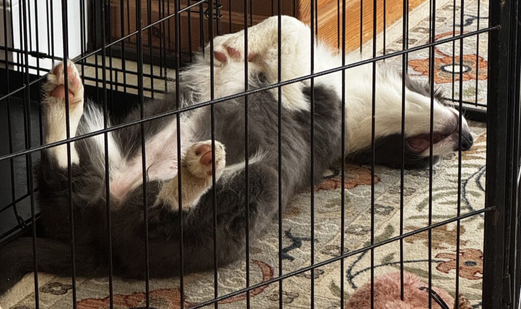 border collie puppy sleeping upside down