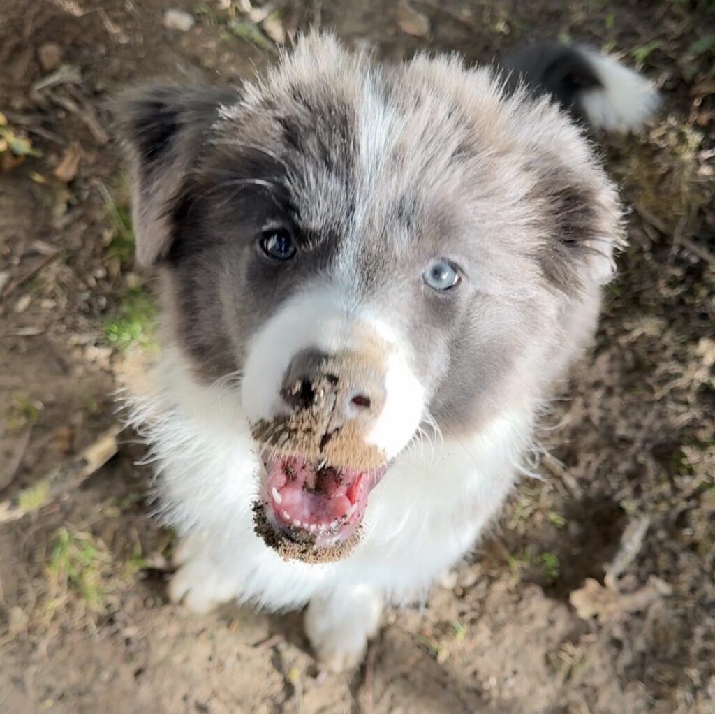 Border collie puppies and digging