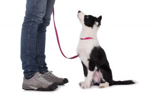 Border collie day training 