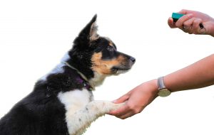 clicker training for puppies