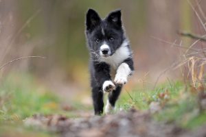 border collie recall training