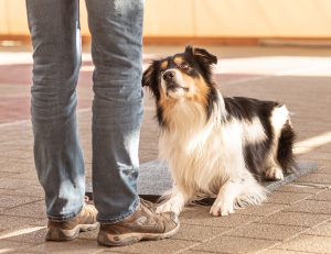 obedience training border collies