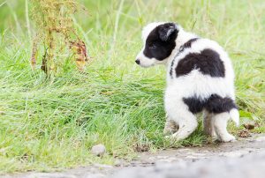 Border collie house training