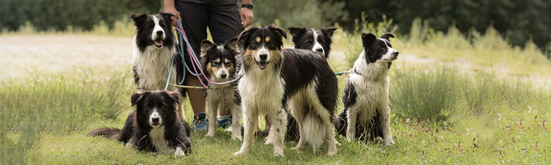 Border Collie Day Training