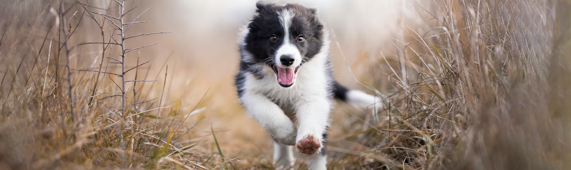 Collie Training Tips