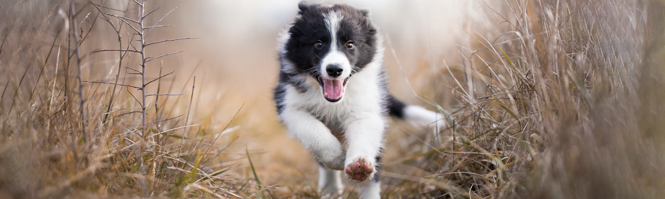 Border 2024 collie training